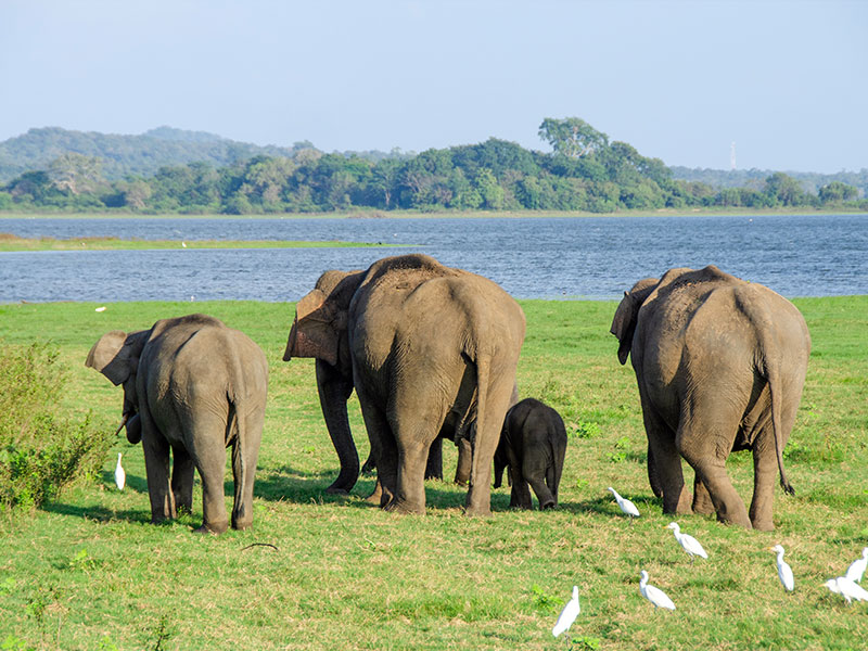 The Cultural Triangle & Wildlife Safari — photo 5